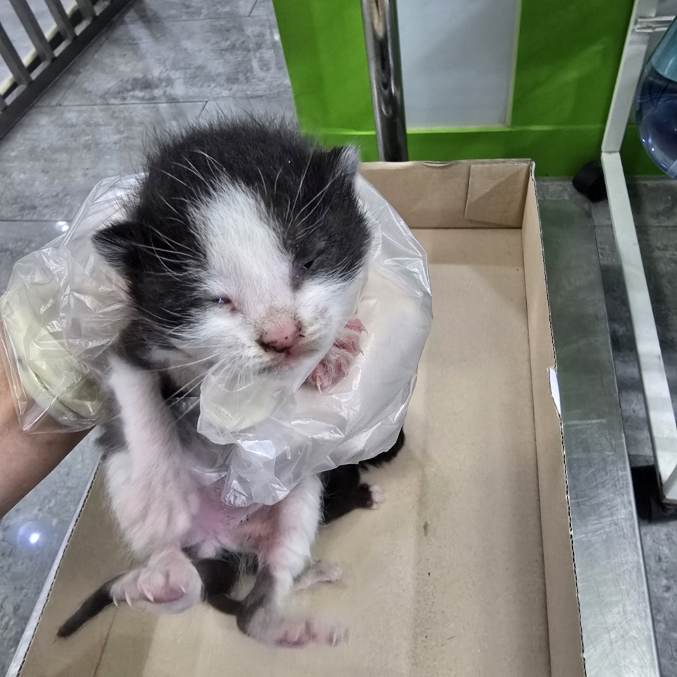 한국 고양이 이미지 파일 입니다.